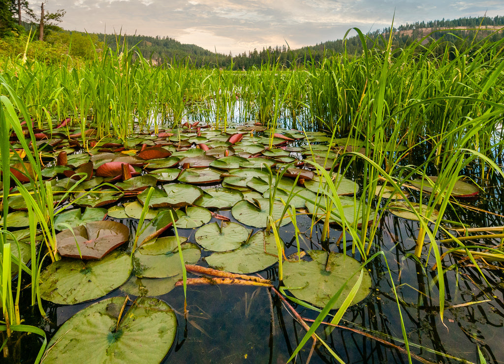 Lily pads in Heyburn State Park, Idaho