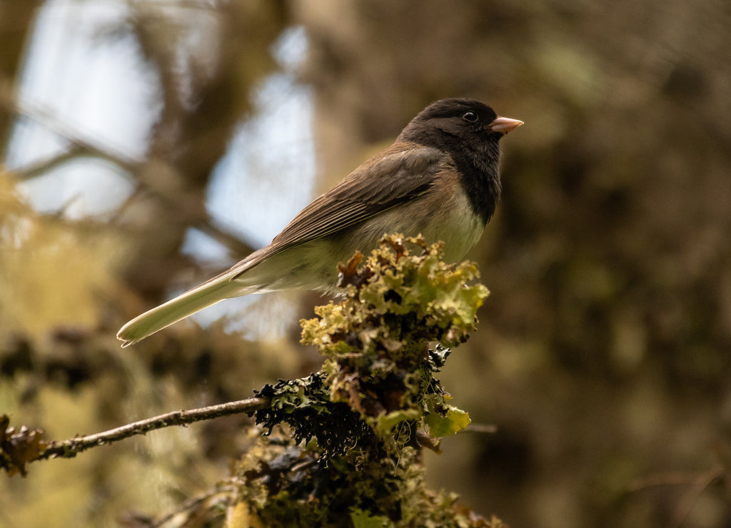 Dark-eyed Junco (Junco hyemalis), Idaho