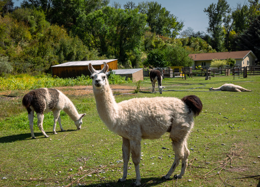 Idaho, llama standing in the grass