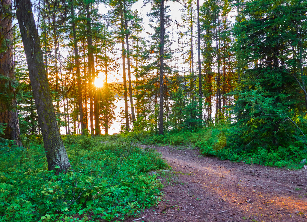 Sun filtering thought pines along a trail at Ponderosa State Park, McCall Idaho