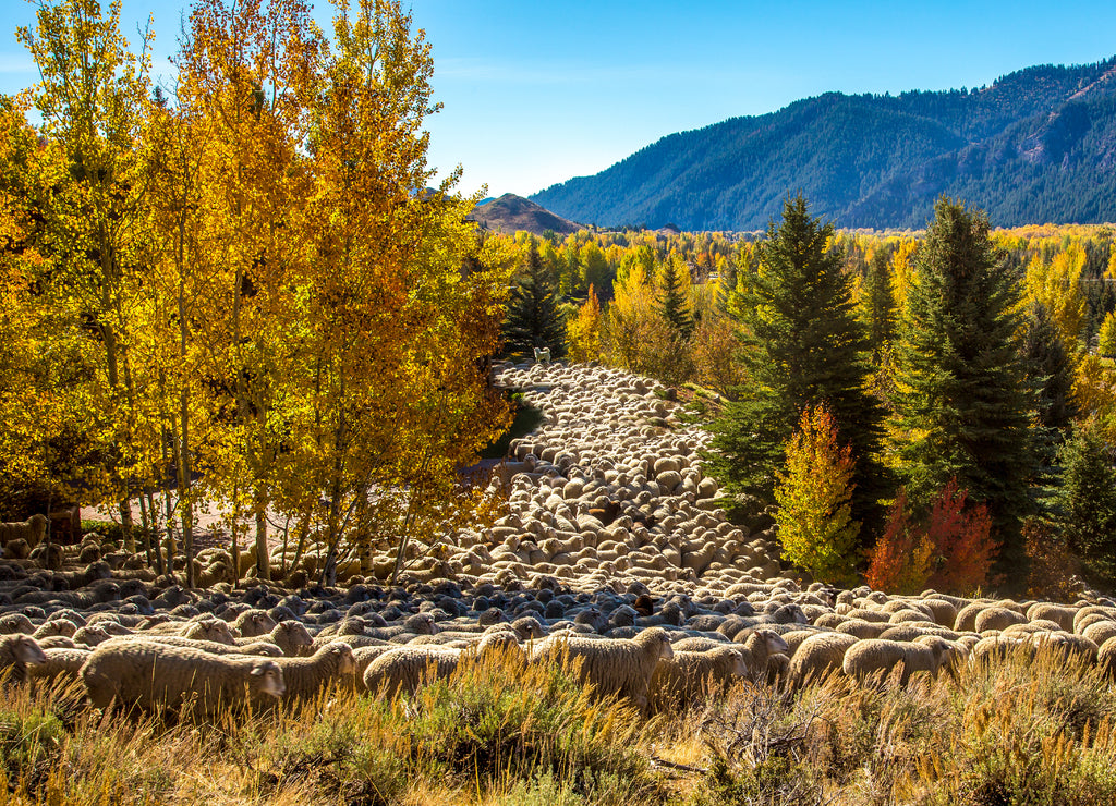 Hailey, Idaho, A flock of sheep is being brought down from high pasture and driven through Ketchum as part of the trailing of the sheep festival in Hailey