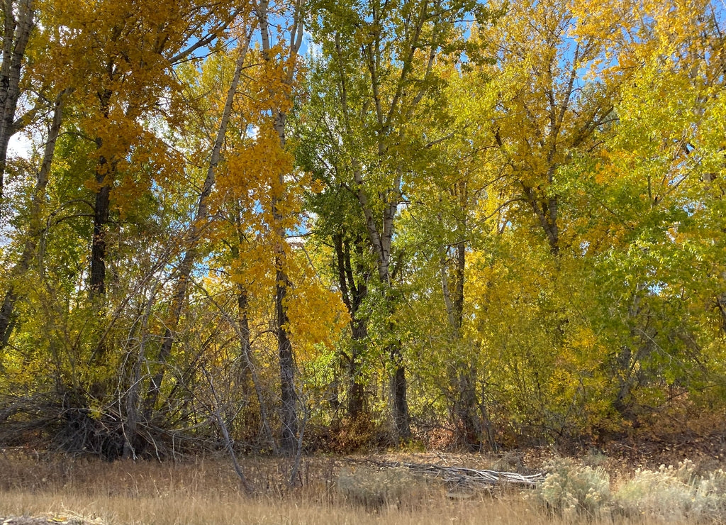 Fall Color in Hailey, Idaho