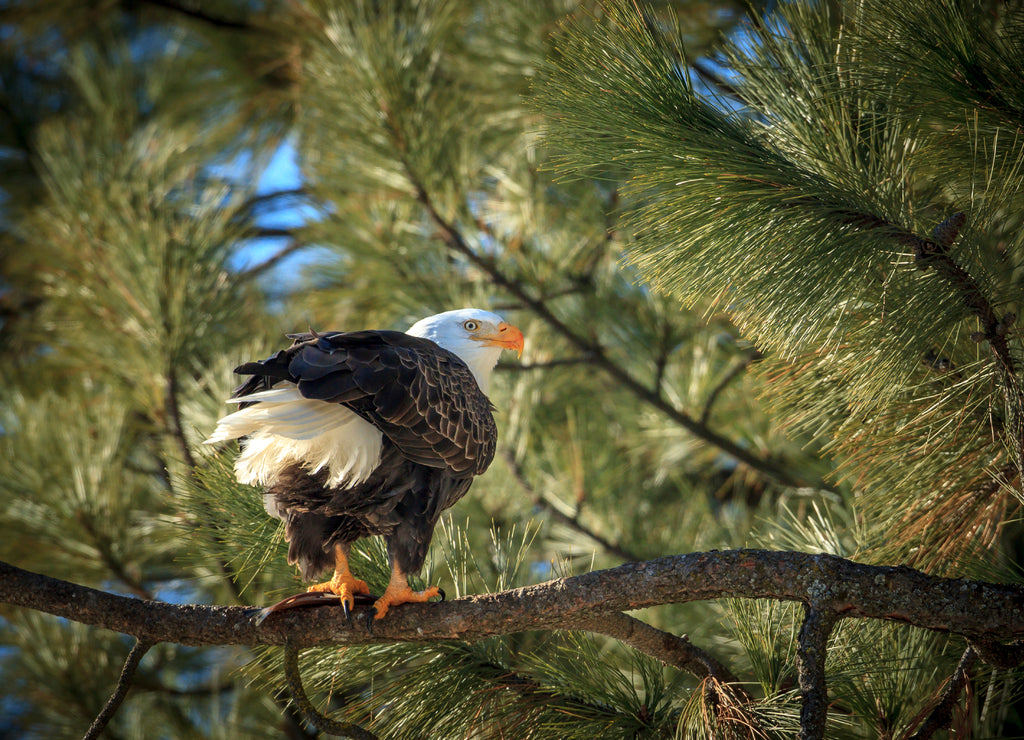 A beautiful bald eagle is perched on a branch near Coeur d'Alene, Idaho