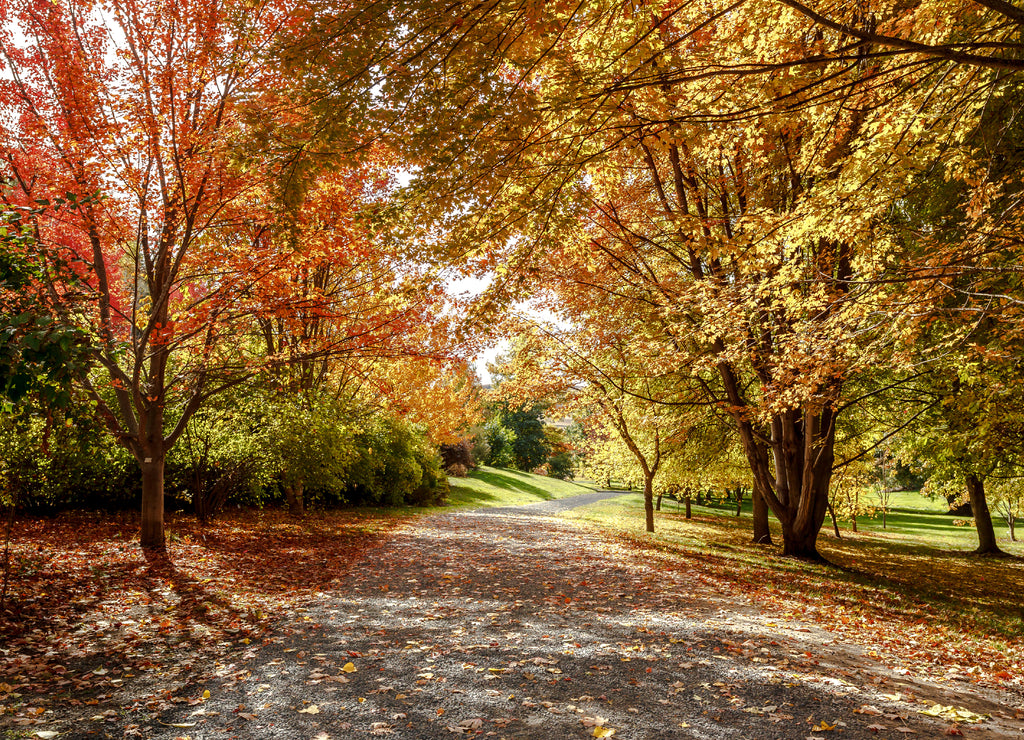 Path in autumn in Moscow, Idaho