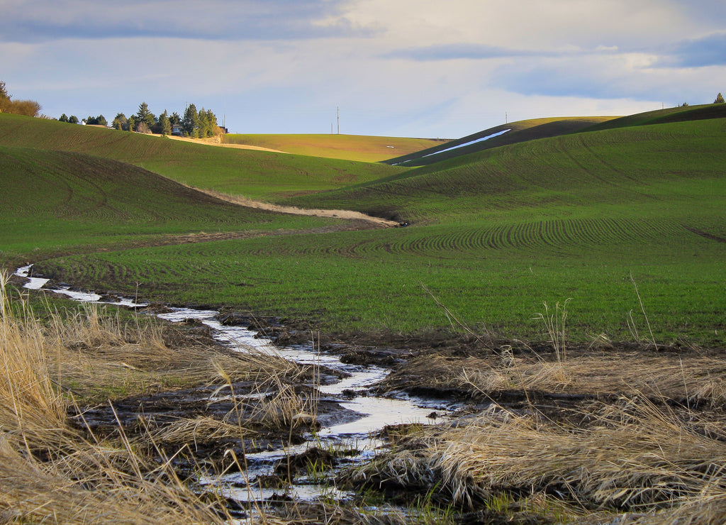 Stream Trickling Through the Hills. Moscow, Idaho