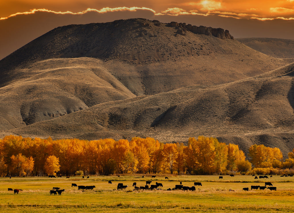 Cattle in a medow with cottonwood trees at peak fall color, just south of Salmon, Idaho