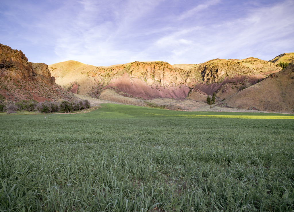 Green Alfalfa field on the Poison Peak homestead cattle ranch near salmon idaho near the snake river