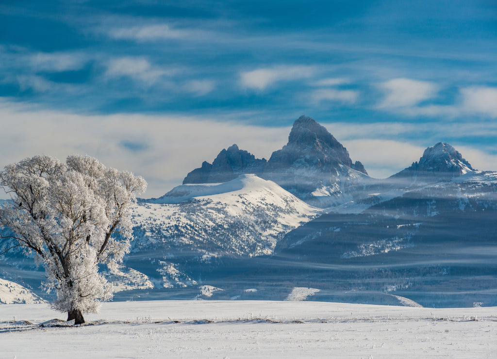 Lone Cottonwood and Teton Mountains from Driggs, Idaho