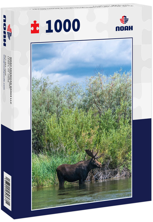 Bull moose wading in the Teton River, Driggs, Idaho