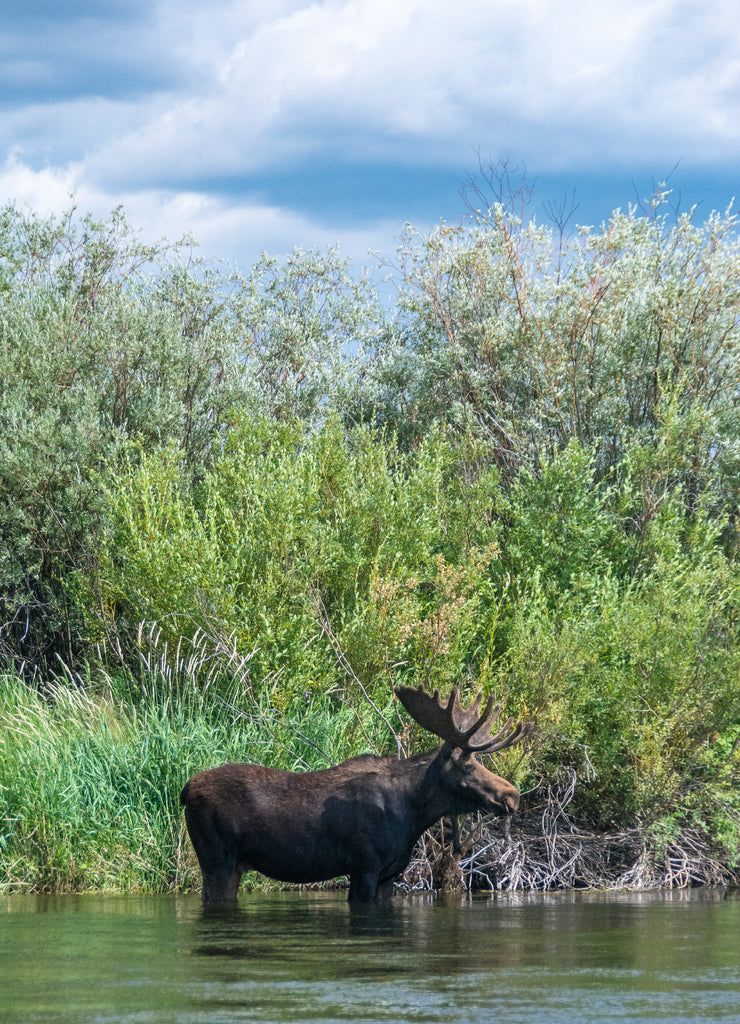 Bull moose wading in the Teton River, Driggs, Idaho