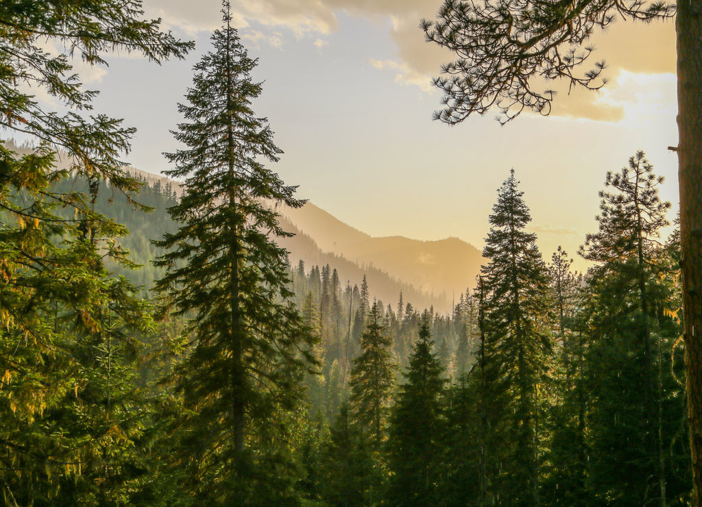 Fresh mountainous Idaho conifer forest after rain before sunset