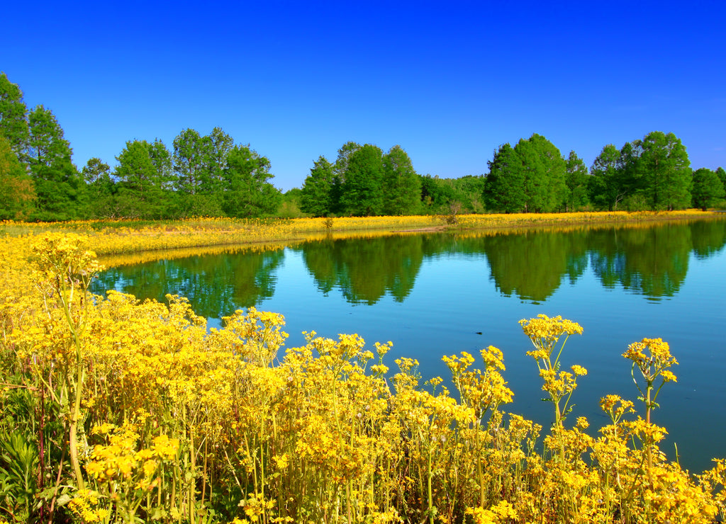 Carlyle Lake Hazlet State Park in Illinois