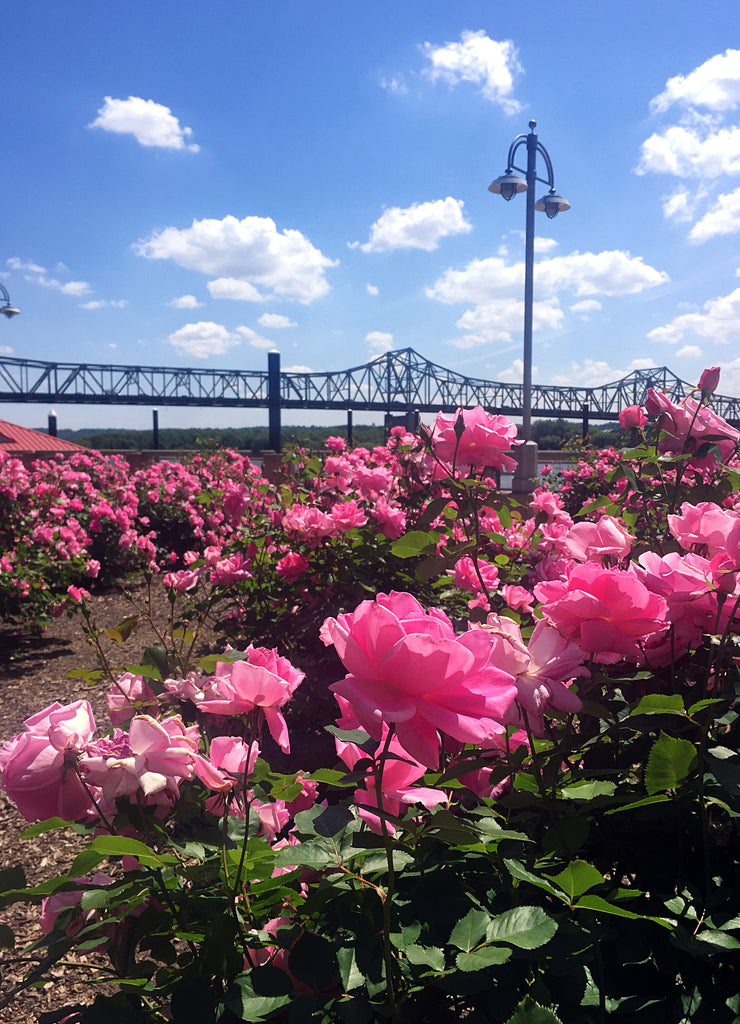 pink rose garden along riverfront along Illinois River in Peoria, Illinois