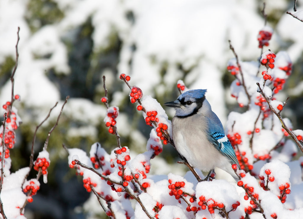 Blue Jay (Cyanocitta cristata), Marion, Illinois, USA