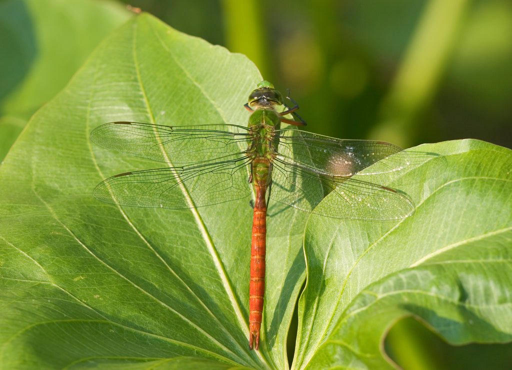 Comet Darner (Anax longipes) male in wetland, Ballard Nature Center, Effingham, Illinois, USA