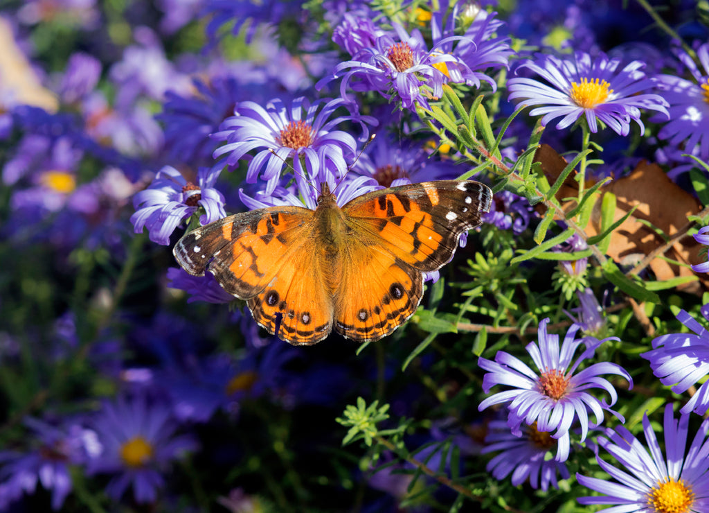 American Lady (Vanessa virginiensis) on Frikart's Aster (Aster frikartii) Marion County, Illinois