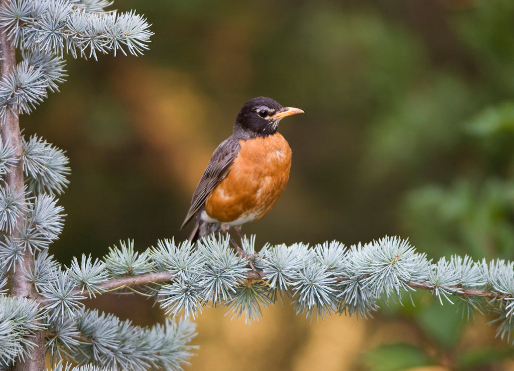 American Robin (Turdus migratorius), Marion, Illinois, USA