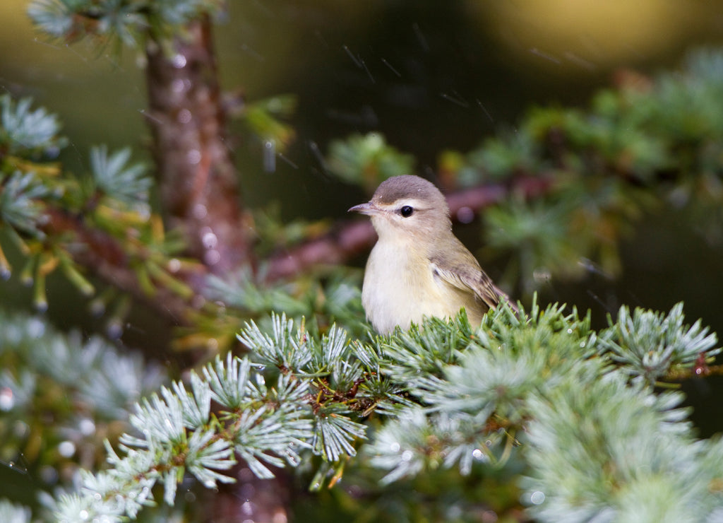 Warbling Vireo (Vireo gilvus) bathing in mist, Marion, Illinois, USA