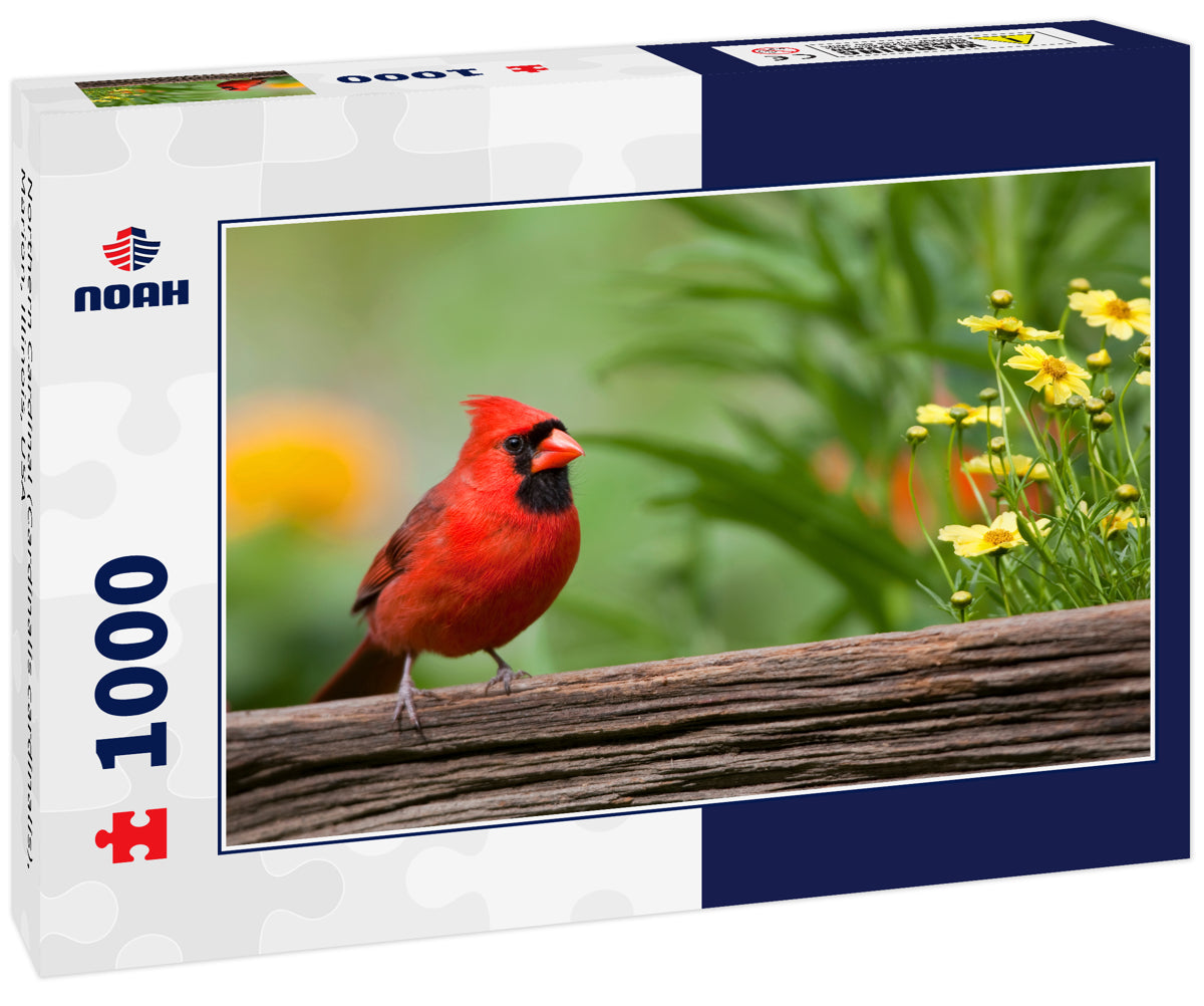 Northern Cardinal (Cardinalis cardinalis), Marion, Illinois, USA