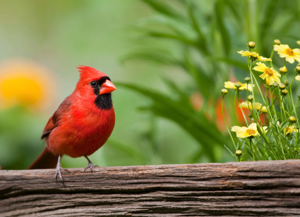 Northern Cardinal (Cardinalis cardinalis), Marion, Illinois, USA