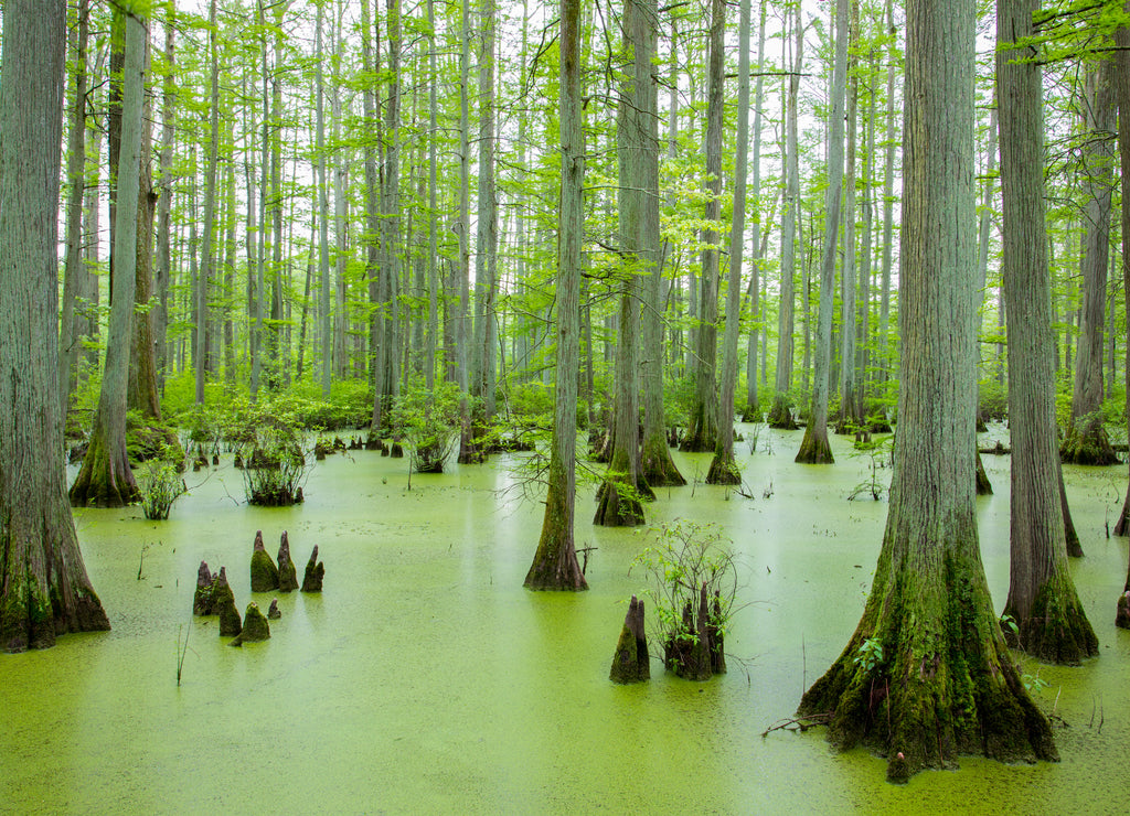 Bald Cypress trees (Taxodium distichum) Heron Pond Little Black Slough, Johnson County, Illinois