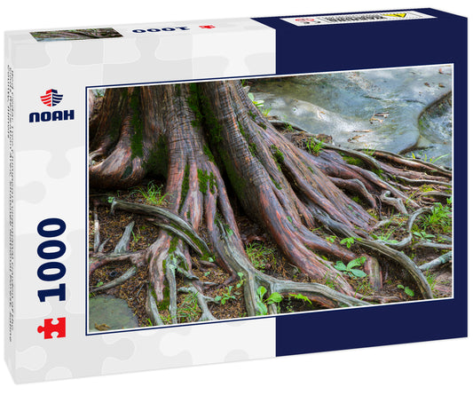 Red Cedar Tree (Juniperus virginiana) Garden of the Gods Recreation Area, Shawnee National Forest, Saline County, Illinois