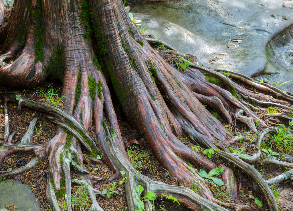 Red Cedar Tree (Juniperus virginiana) Garden of the Gods Recreation Area, Shawnee National Forest, Saline County, Illinois