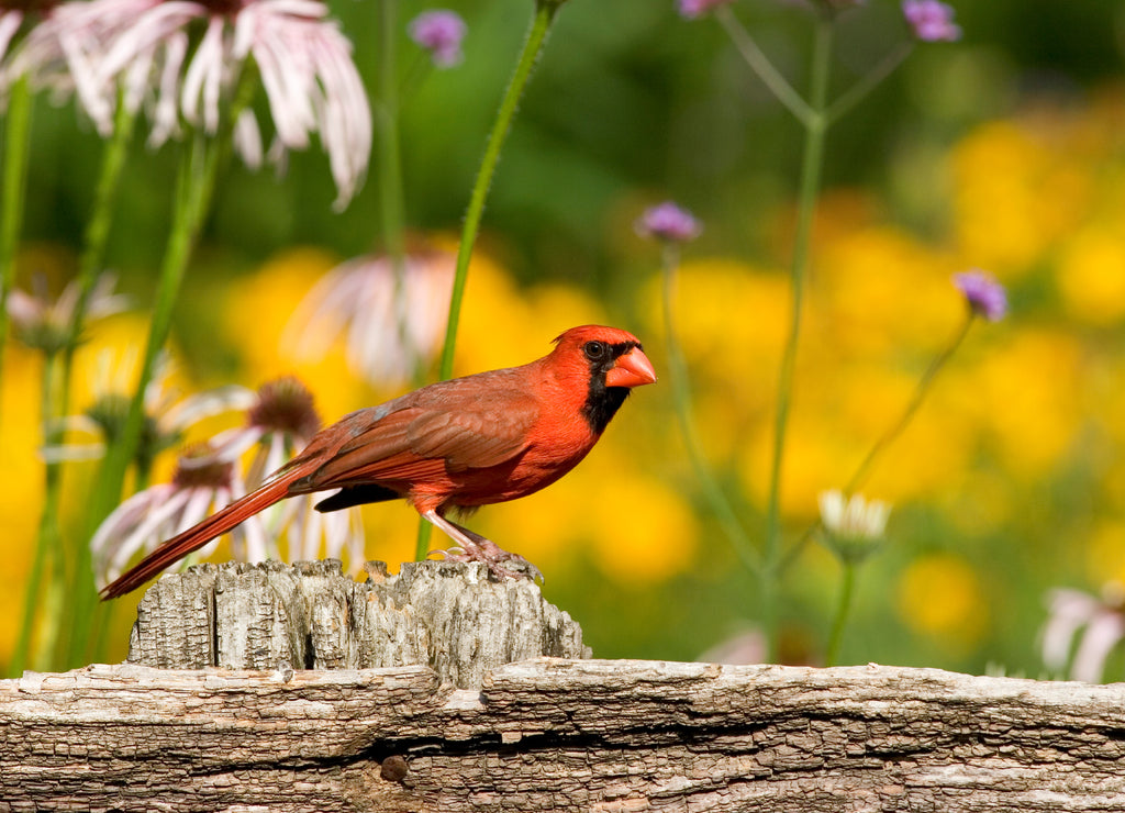 Northern Cardinal (Cardinalis cardinalis) male on fence near flower garden, Marion, Illinois, US