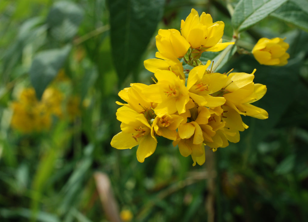 Beautiful little yellow flowers which bloom in clusters. Seen along the Fox River near Geneva, Illinois, USA