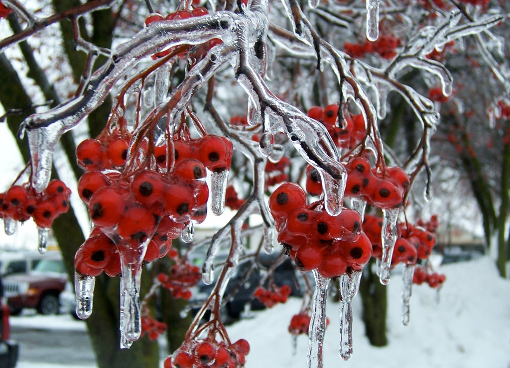 Illinois Frozen Hanging Berries