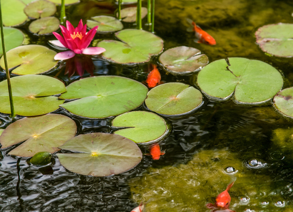 Galena, Illinois, USA. Waterlilies blooming in a pond filled with goldfish