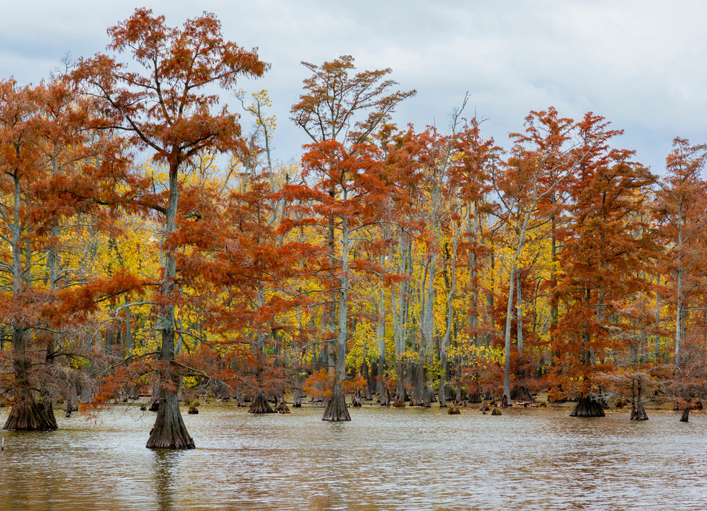 Cypress trees in Horseshoe Lake State Fish & Wildlife Area, Alexander County, Illinois