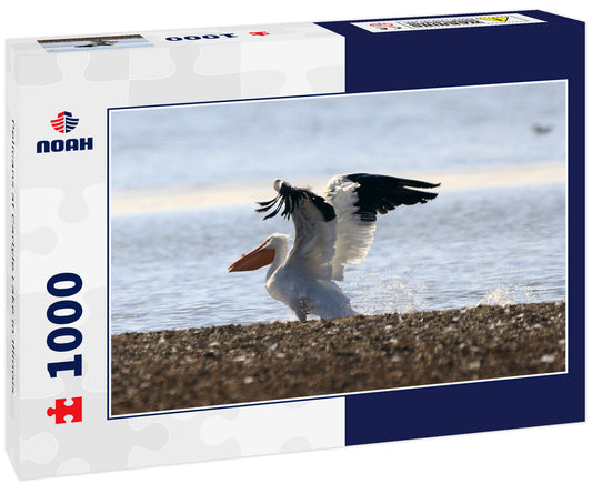 Pelicans at Carlyle Lake in Illinois