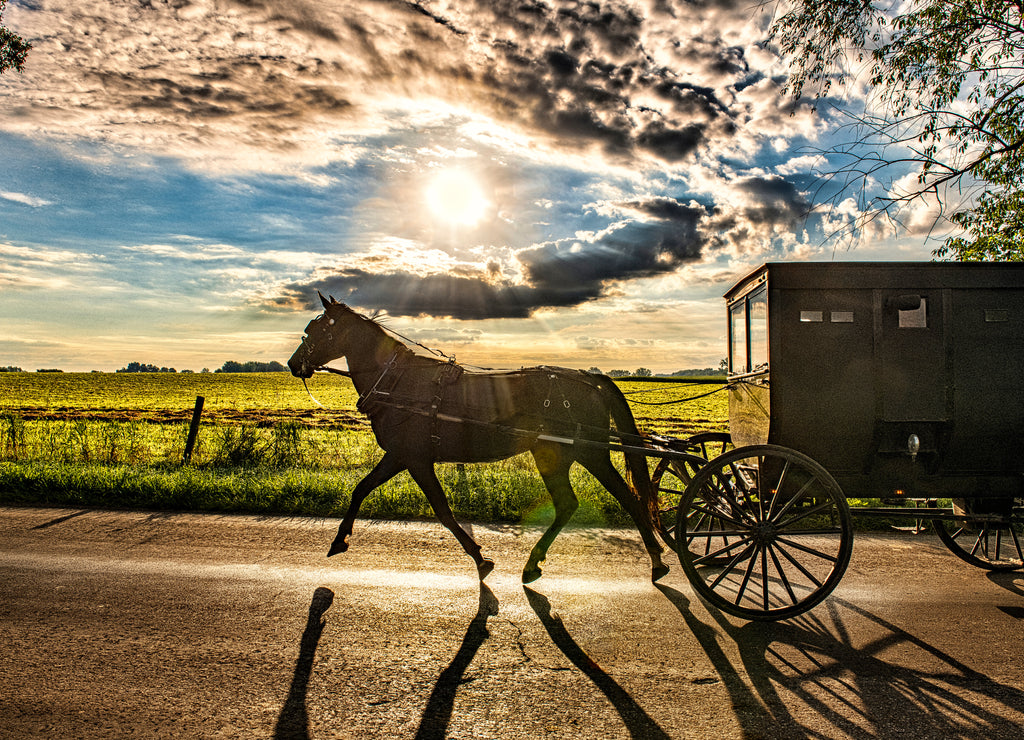 Amish Buggy in early morning