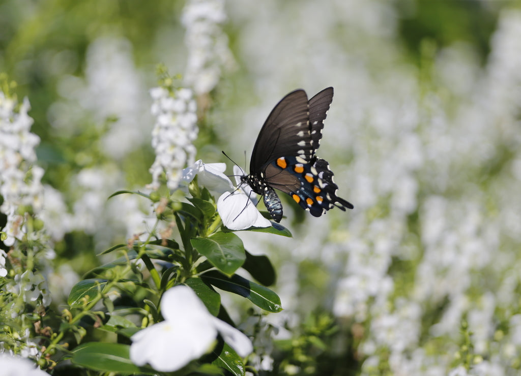 Buttefly in flowers in Bloomington, Indiana