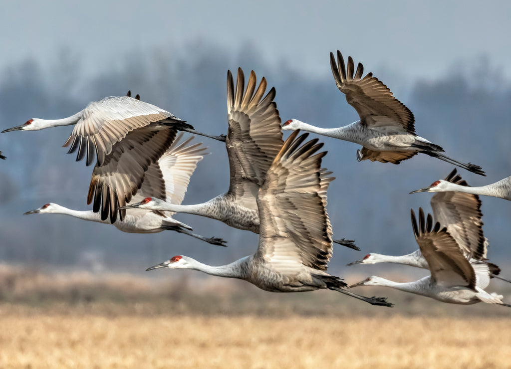 Sandhills Take Flight in Indiana