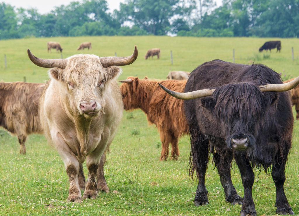 Cows in northern Indiana