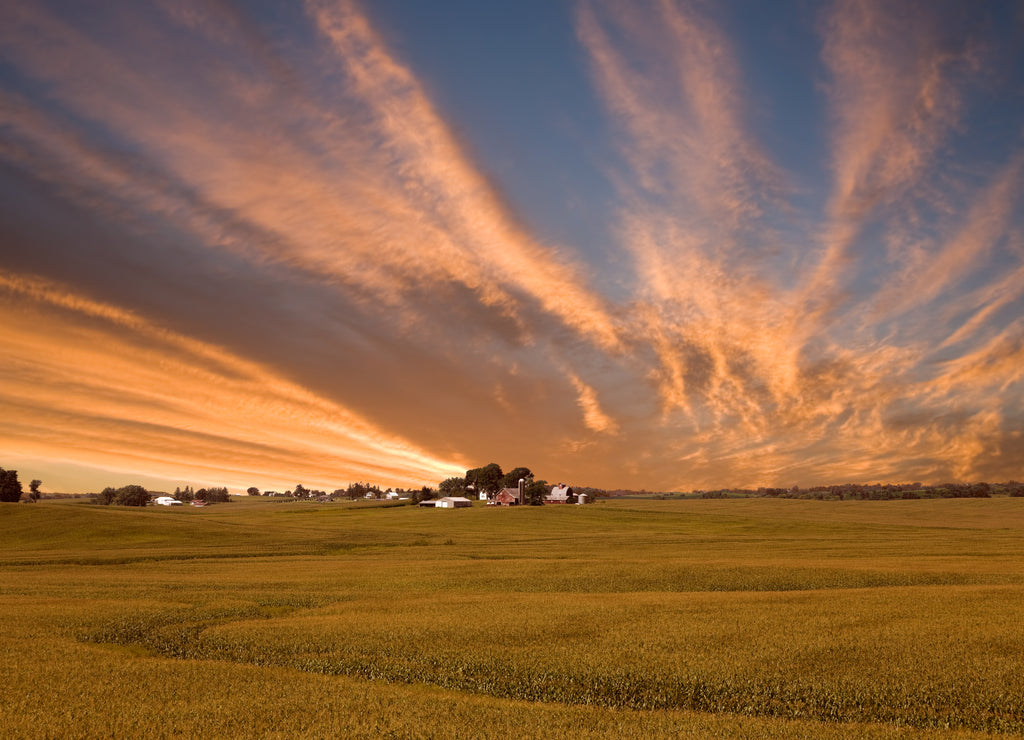 Corn field against beautiful sky, rural Iowa USA