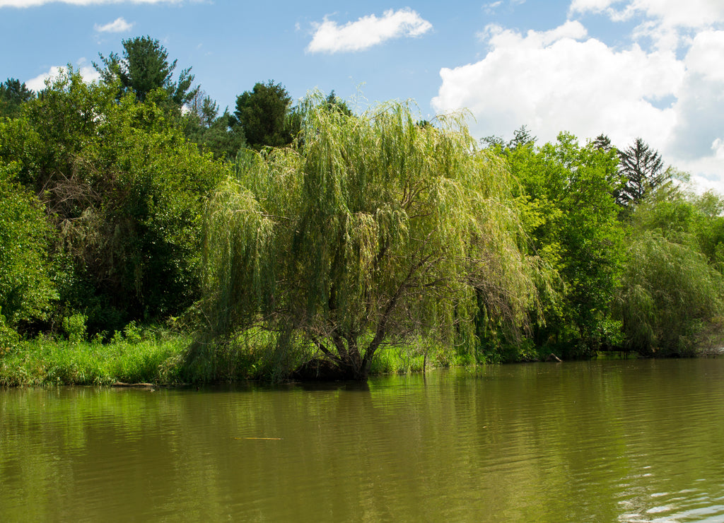 Willow Tree at Mariposa Lake and Park, Jasper County Iowa USA