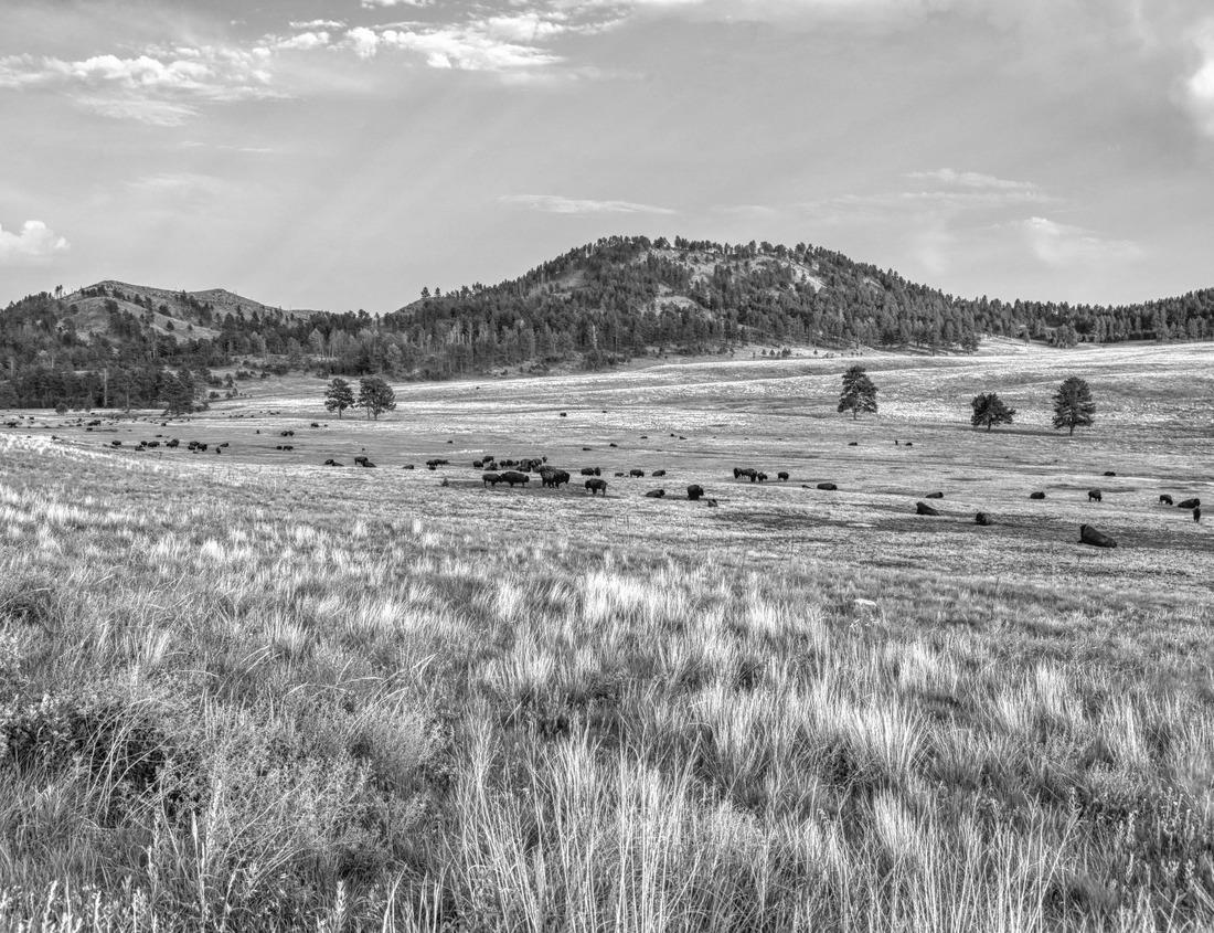 Noah Jigsaw Puzzle El Valle del Huasco, it is the valley where the Huasco River runs. It is located in the province of Huasco, Atacama Region, Chile in black white 1000 pieces