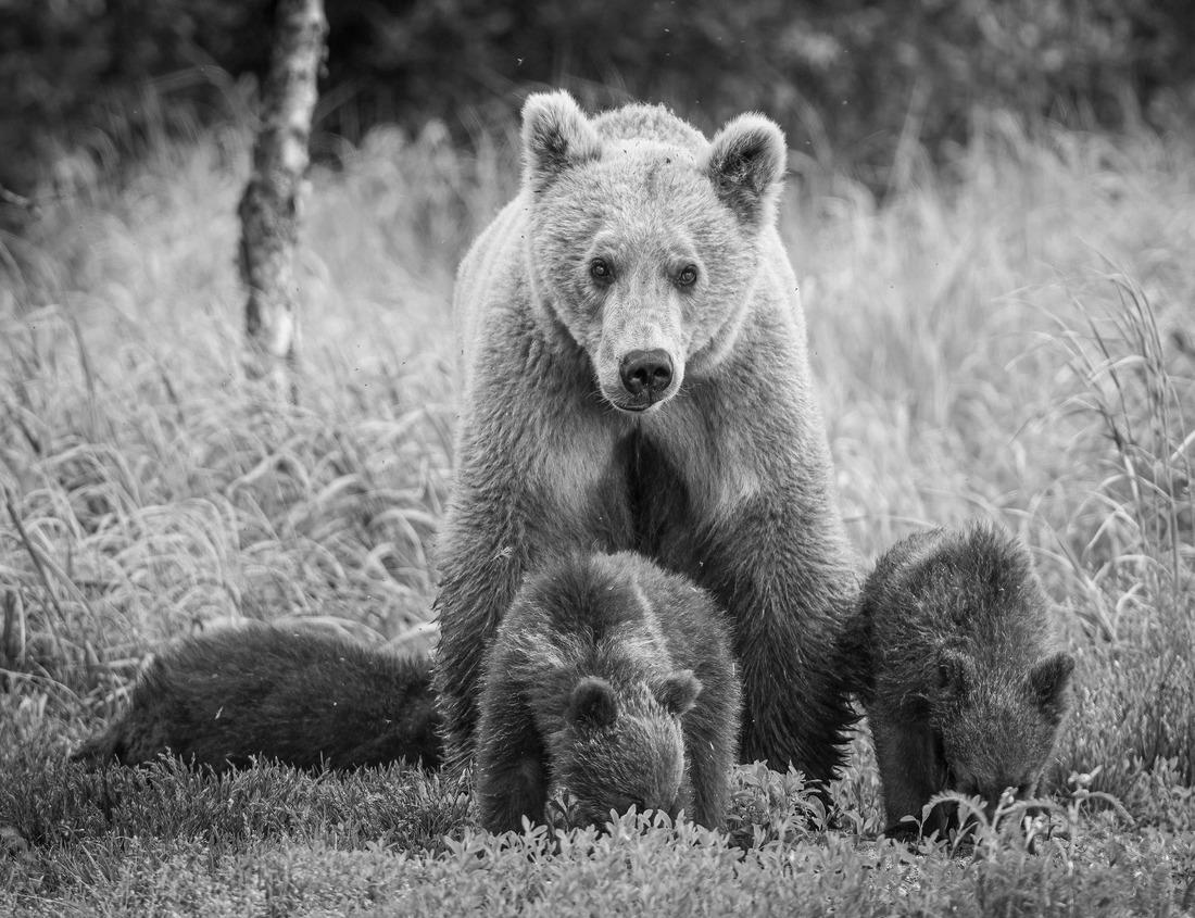 Noah Jigsaw Puzzle Cascades on Spearfish Creek Dam and Savoy Pond, Spearfish Canyon State Natural Area, South Dakota, USA in black white 1000 pieces