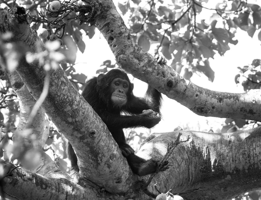 Noah Jigsaw Puzzle Lake Kawaguchi and Mt Fuji with looking beautiful red maple tree leaf falling in black white 1000 pieces