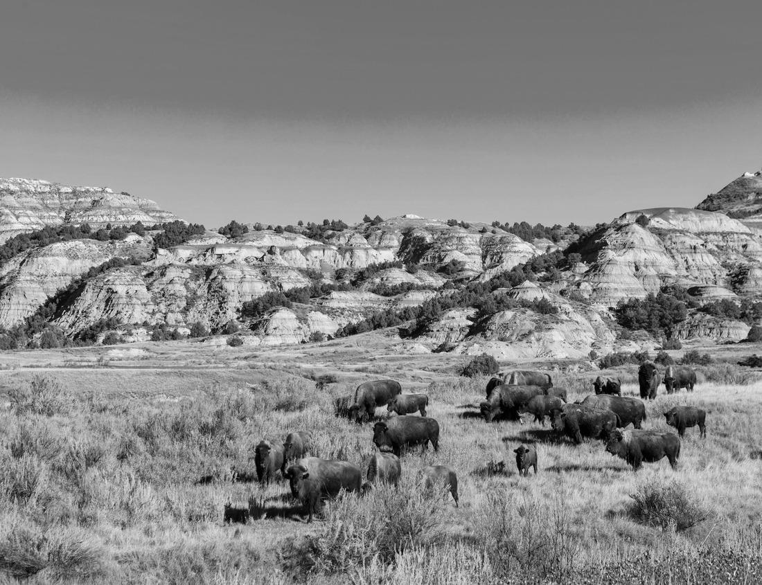 Noah Jigsaw Puzzle Botanical garden in Karlsruhe, Germany in black white 1000 pieces