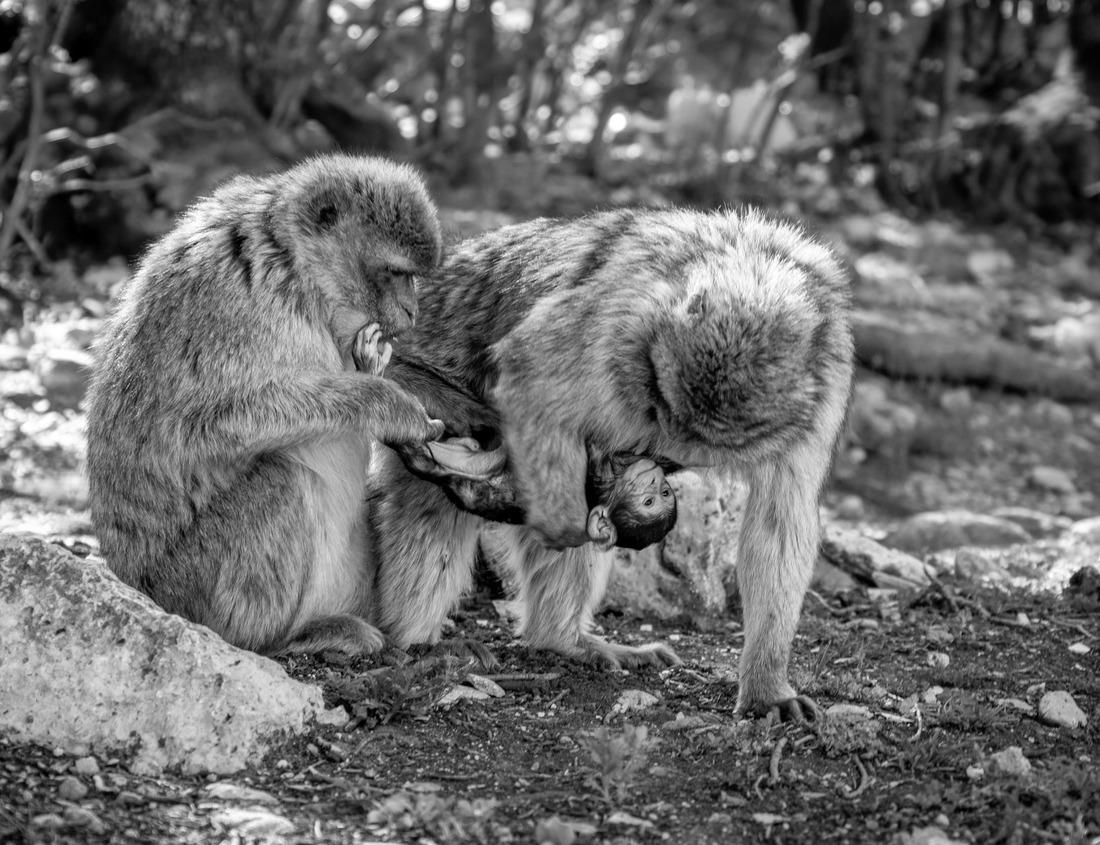 Noah Jigsaw Puzzle Looks majestic from the east side of The G.P.I.B. Immanuel Building, better known as the Blenduk Church, which was built in 1753 in Semarang, Indonesia in black white 1000 pieces