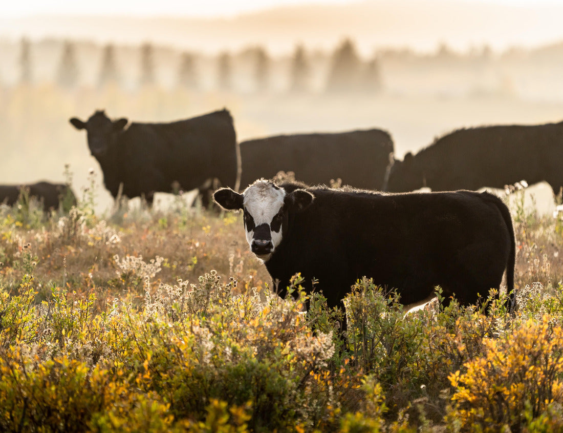 Noah Jigsaw Puzzle Herd of cattle grazing during morning light with light fog and mist in fall colors on ranch lands in Alberta Canada 1000 pieces