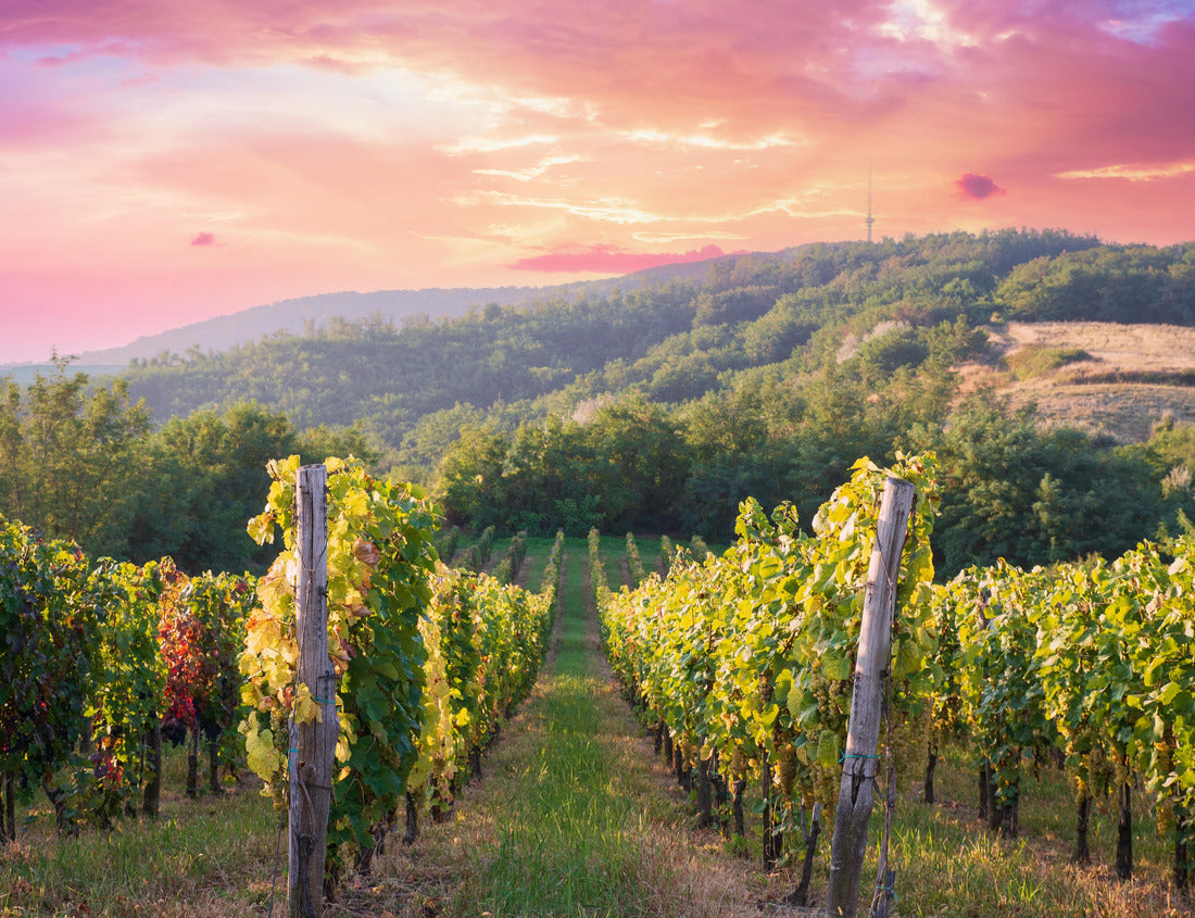 The vineyards of Bolgheri and Castagneto bask in the background in the morning. Maremma Tuscany, Italy 1000pc Puzzle