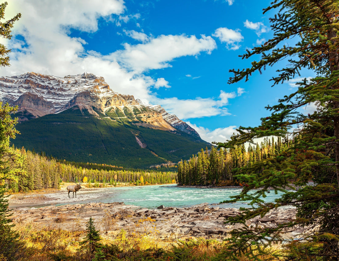 Noah Jigsaw Puzzle Jasper National Park. Alberta. Canadian Rockies. Red stag grazing on the river bank. Scenic mountains surround the waterfall and river Athabasca 1000 pieces