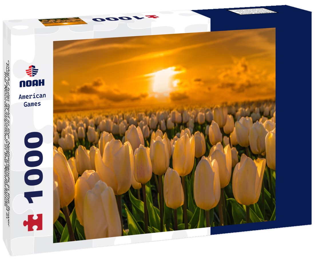 Noah Jigsaw Puzzle colorful tulip field in the Netherlands in the flower bulb region at sunset, white tulips at sunset in the Noordoostpolder in the Netherlands 1000 pieces