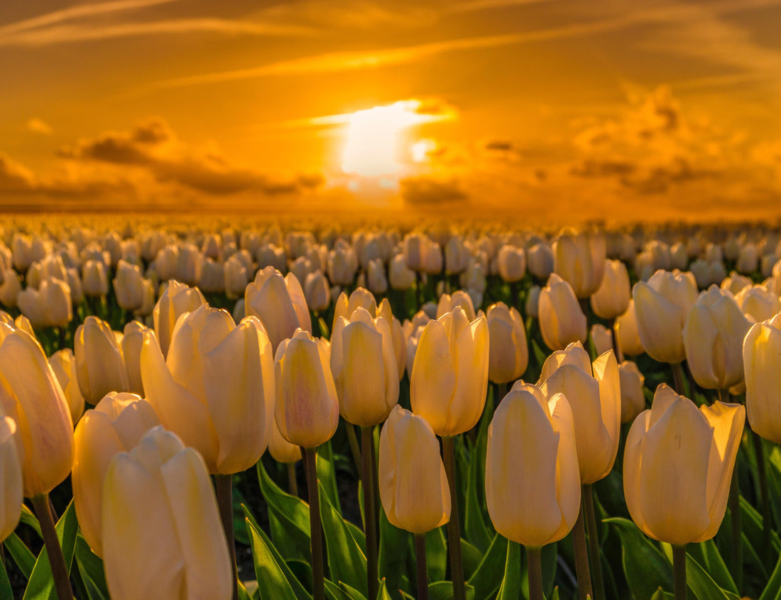 Noah Jigsaw Puzzle colorful tulip field in the Netherlands in the flower bulb region at sunset, white tulips at sunset in the Noordoostpolder in the Netherlands 1000 pieces