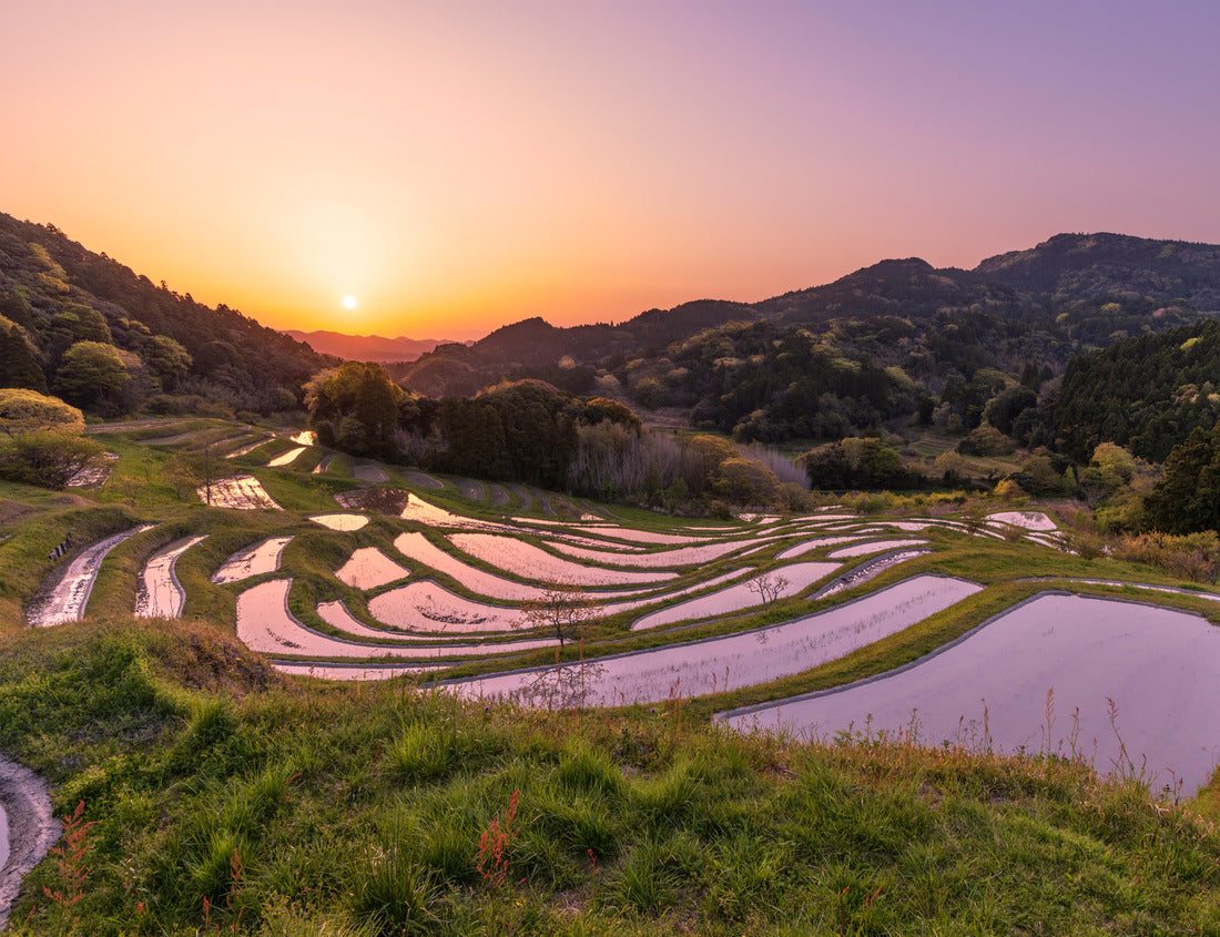 Oyama Senmaida lit up by the morning sun in spring, Kamogawa City, Chiba Prefecture 1000pc Puzzle